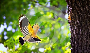 Beautiful Hoopoe carries food to the female nest