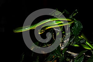 Beautiful horizontal image of a bright green snake in a tree at night