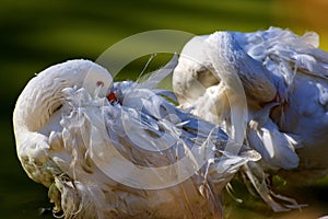 Beautiful horizontal shot of two white ducks hiding their heads in their wings