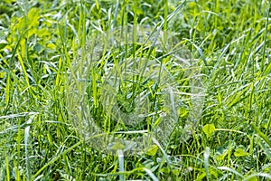 Beautiful horizontal texture of green Creeping Wild Rye grass is in summer