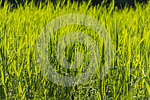 Beautiful horizontal texture of green Creeping Wild Rye grass is in summer