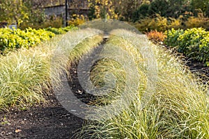 Beautiful horizontal texture of green and yellow ornamental grass Carex is in a garden in autumn