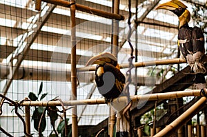 Beautiful hornbills sit on a branch in the zoo