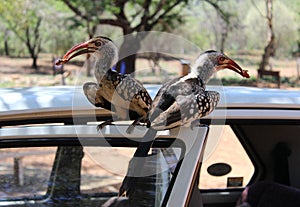 Beautiful hornbills sitting on a car door at an african national park