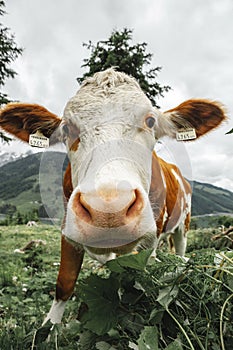 Beautiful horned Cattle. Beautiful red cow in a meadow near the Alpine mountains. Cow in the mountains. Vertical