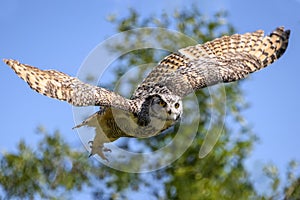 Beautiful horned owl flying