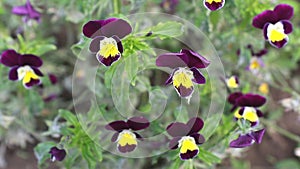 Beautiful horned violet viola cornuta. Viola flower.