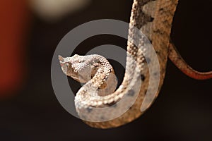 Beautiful horned viper