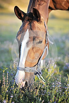 Beautiful horse photo