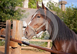 Beautiful horse abaft fence. Thoroughbred beautiful stallion. Portrait . Close up of the head horse