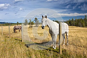 Beautiful horse behind a farm fence