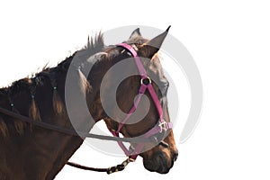 Beautiful horse with braids isolated on white background