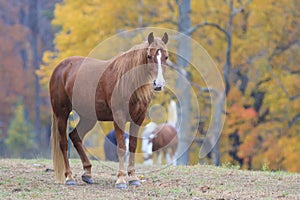 A beautiful horse in Cades Cove in Smoky Mountain National Park