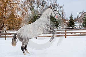 A beautiful horse climbed up on the snow