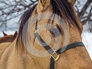 Beautiful horse, closeup of face
