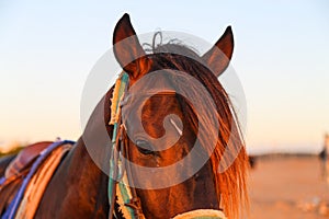 Beautiful horse closeup at sunset