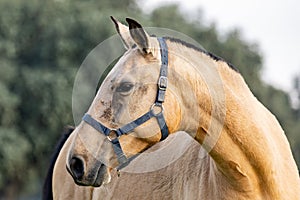 Beautiful horse in the countyside