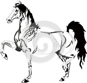 Beautiful horse drawing, black and white