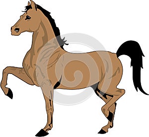 Beautiful horse drawing, color