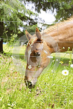 Beautiful horse eating on farm field, Olympia, WA