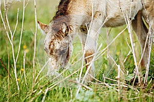 Beautiful horse is eating grass in the field