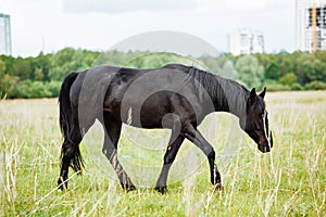 Beautiful horse is eating grass in the field