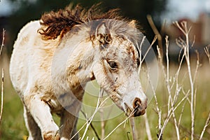 Beautiful horse is eating grass in the field