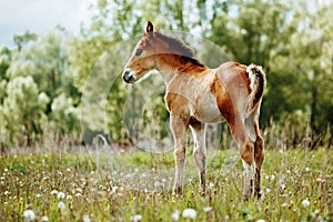 Beautiful horse is eating grass in the field