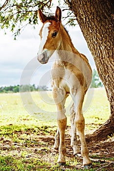 Beautiful horse is eating grass in the field