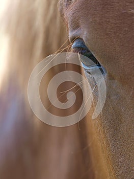 Beautiful Horse Eye