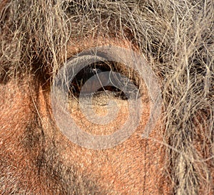 Beautiful horse eye on closeup