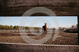 Beautiful horse on a farm in spring