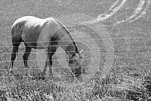 Beautiful Horse Feeding On Sunny Day Black And White