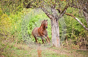 Beautiful Horse gallop on summer light meadow frontal