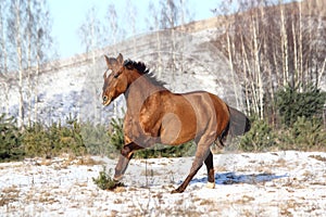 Beautiful horse galloping in winter