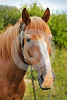 Beautiful horse in the garden. Horse close up