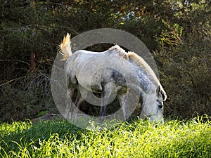 Beautiful horse grazes in the forest