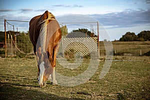 Beautiful Horse Grazes Hill Country Pasture