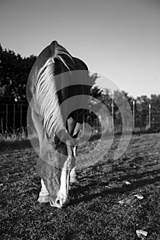 Beautiful Horse Grazes Hill Country Pasture