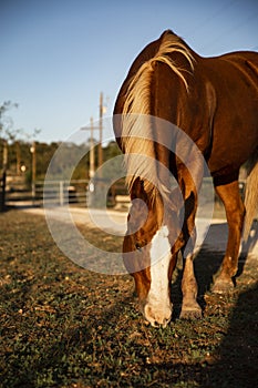 Beautiful Horse Grazes Hill Country Pasture