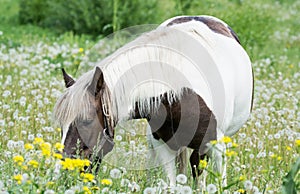 beautiful horse grazes in meadow