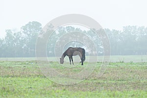 Beautiful horse grazing and eating grass in the morning