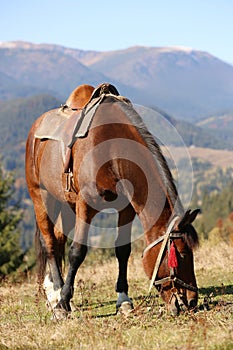 Beautiful horse grazing on pasture in mountains. Lovely pet