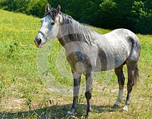 Beautiful horse on a green pasture photo