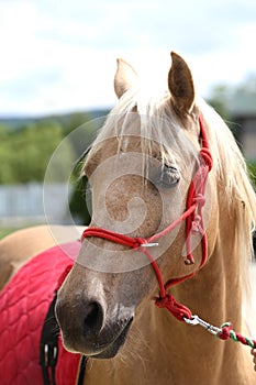 Beautiful horse head closeup with reins during training