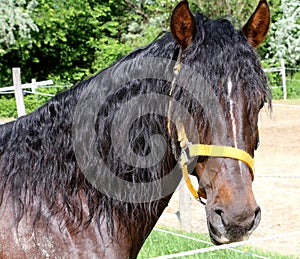 Beautiful horse head closeup with reins during training