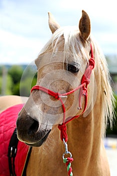 Beautiful horse head closeup with reins during training