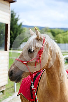 Beautiful horse head closeup with reins during training