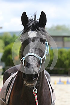 Beautiful horse head closeup with reins during training