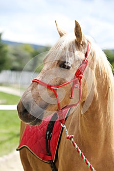 Beautiful horse head closeup with reins during training